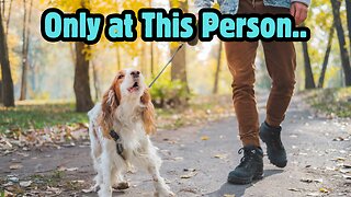 Dog Barks at [Bad Guy]