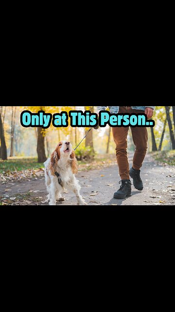 Dog Barks at [Bad Guy]