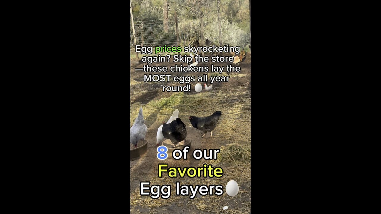 Egg prices skyrocketing again? Skip the store—these chickens lay the MOST eggs all year round!🥚