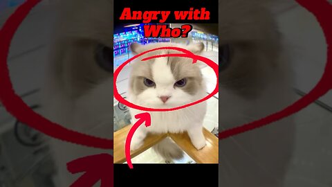 Random Funny Cats