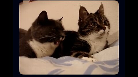Two Talking Cats Have a Funny Conversation! 😹 | You Won’t Believe What They Say!