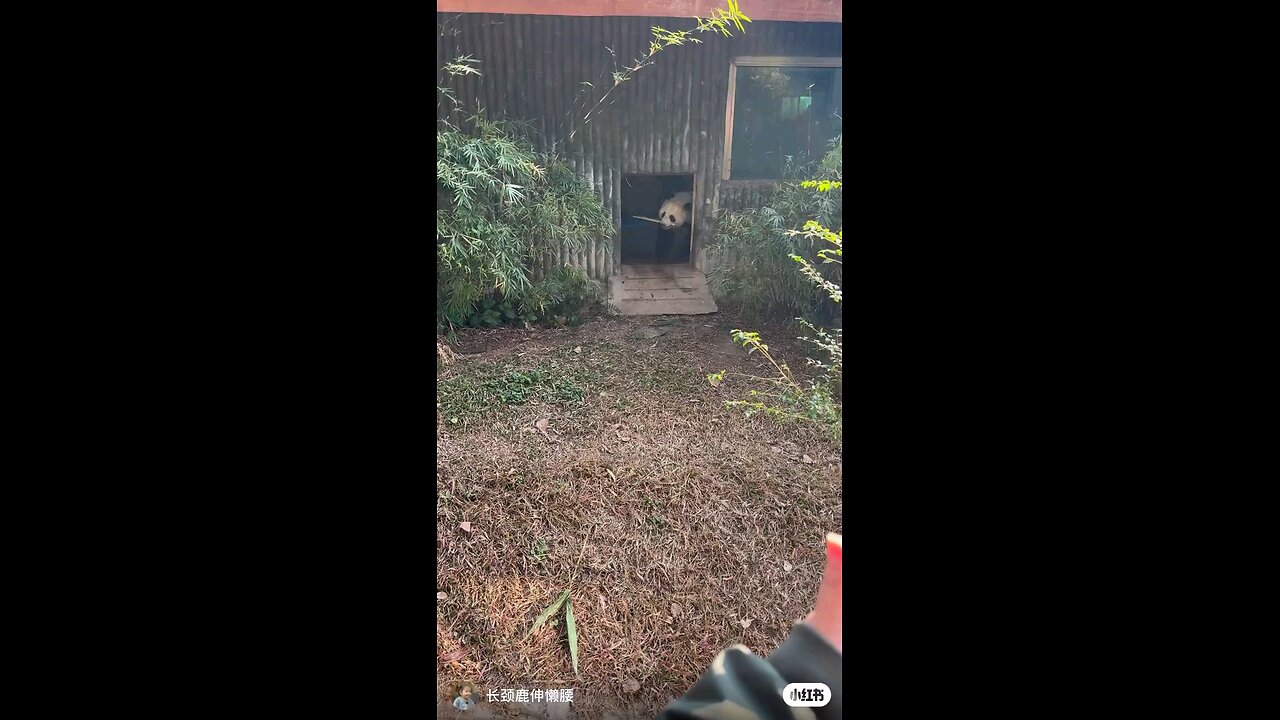 funny panda