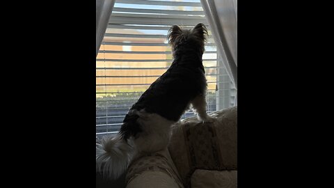 Bailey 3.5.2025