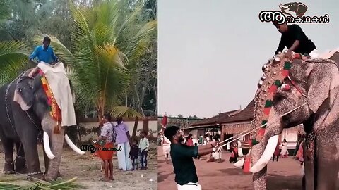 ആനകൾക്ക് കുറി തൊട്ടാൽ പാപ്പാന്റെ പണി പോകും _ Guruvayoor devaswom elephants_ Sree 4 elephant