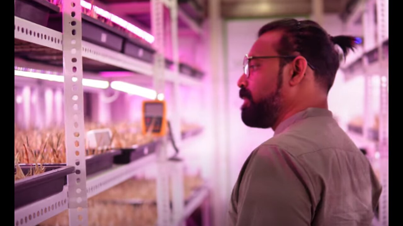 High-tech Vertical SAFFRON FARM in Shipping Container