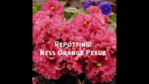 Repotting and Bloom Stalk Propagation