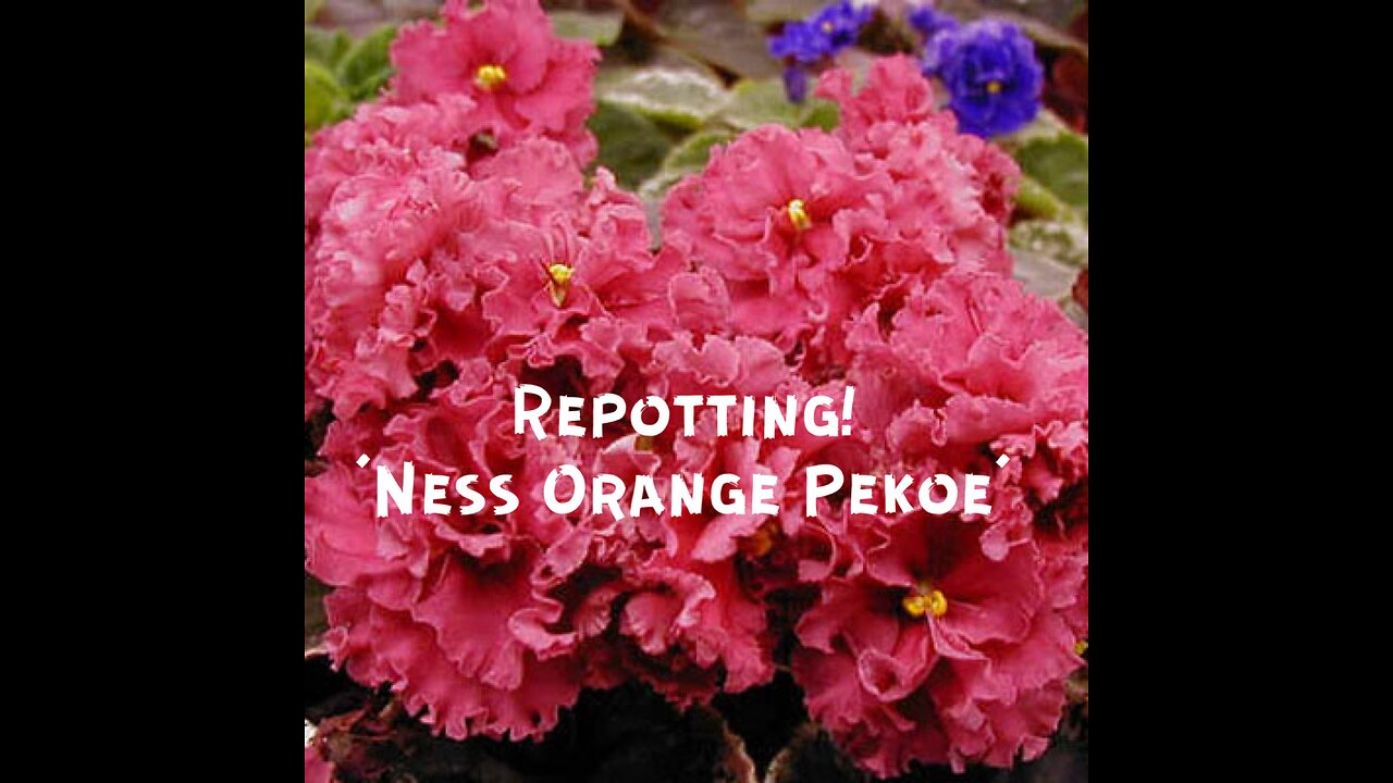 Repotting and Bloom Stalk Propagation