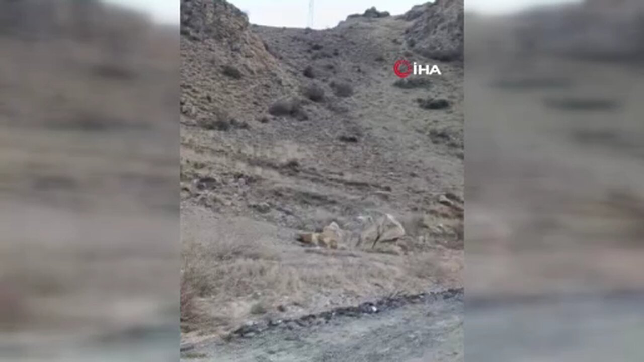 Kars'ta vaşak görüntülendi
