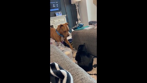 dogs and cats having fun
