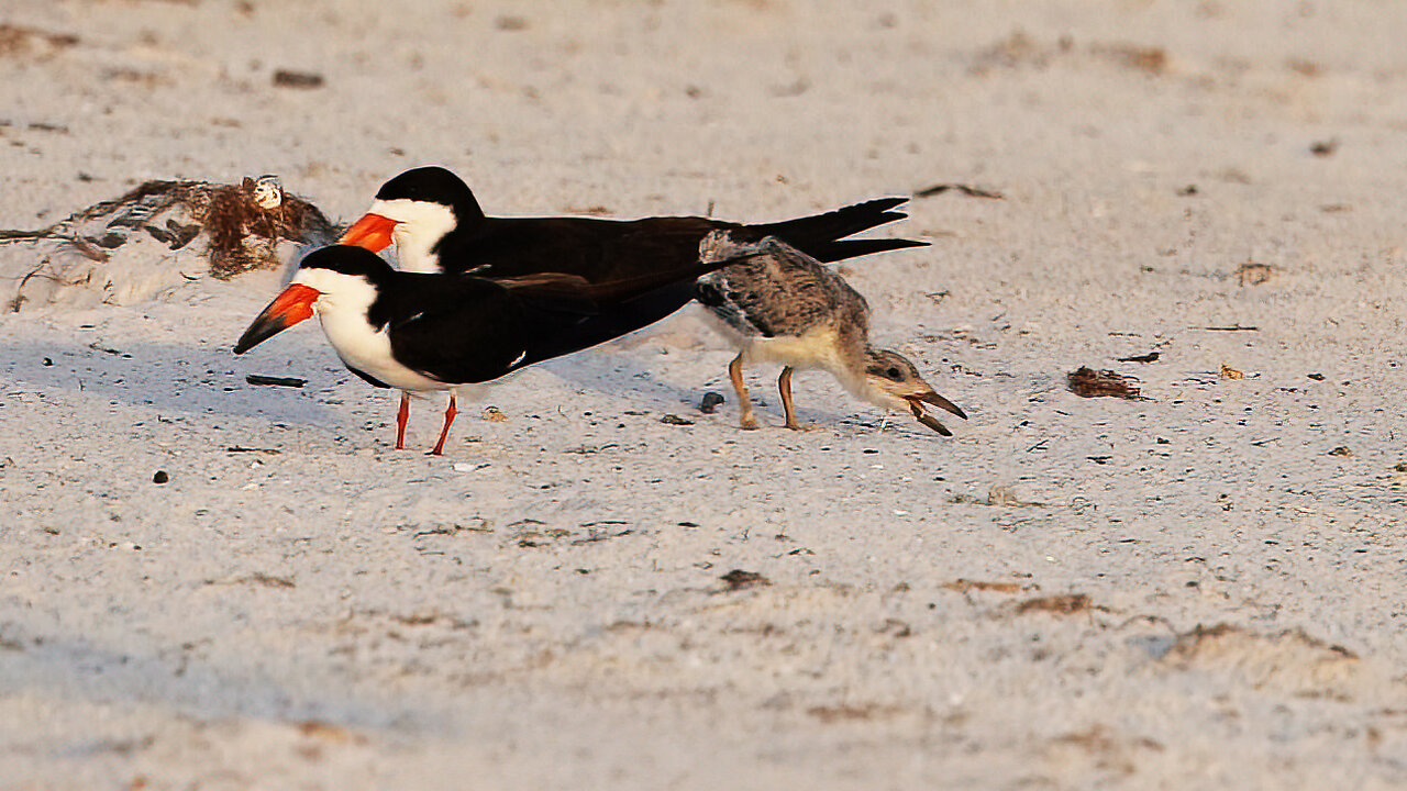 Baby Skimmer Practices Skimming