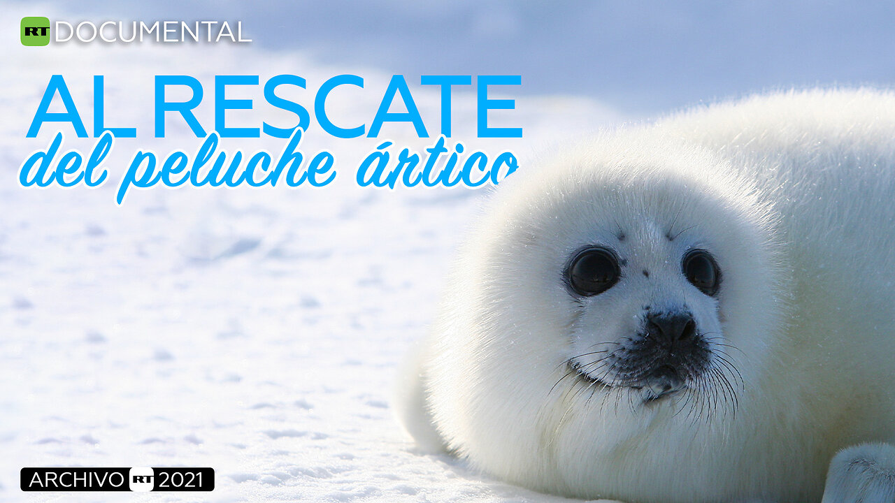 Al rescate del peluche ártico - Documental RT (Archivo RT 2021)