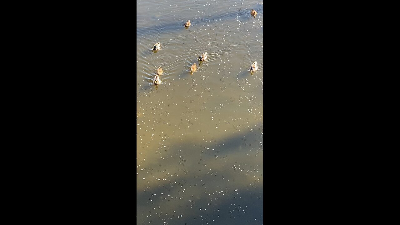 Mallard Ducks 🦆 #mallardducks #shorts #followme #trending