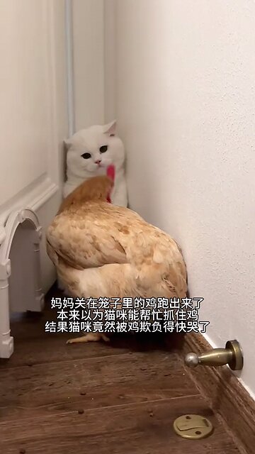 a chicken scares a cat in a house | a scary chicken horrifying a cute cat