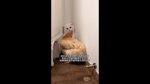 a chicken scares a cat in a house | a scary chicken horrifying a cute cat