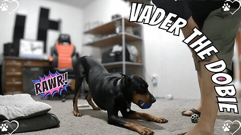 Doberman Playtime Jukes: Vader’s Ball Tease Takedown! 🐶🎾