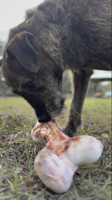 When your soup bone is half a leg