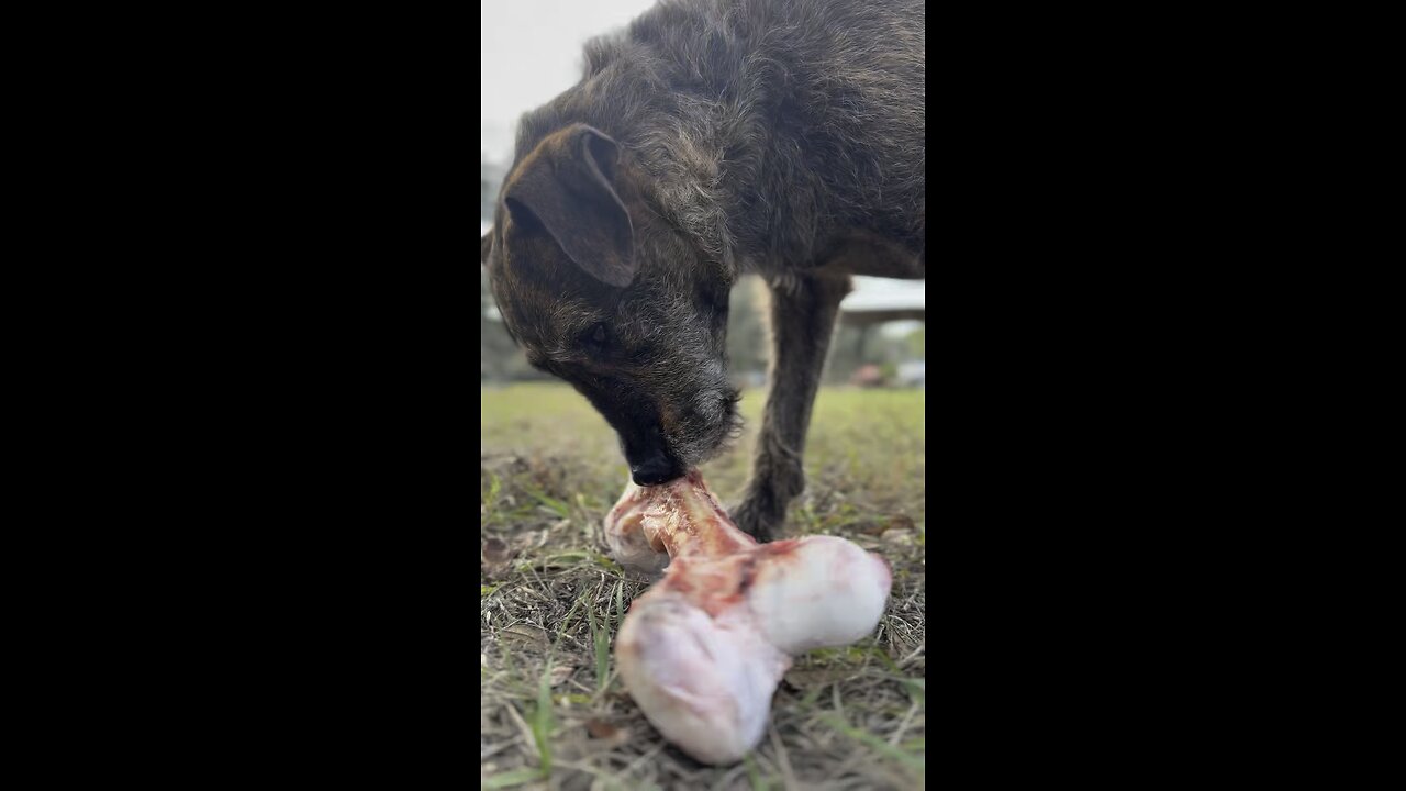 When your soup bone is half a leg