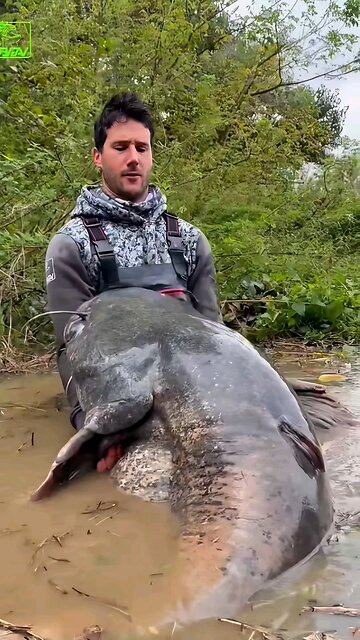 “This Is NOT a Normal Catfish… A True River Monster!”