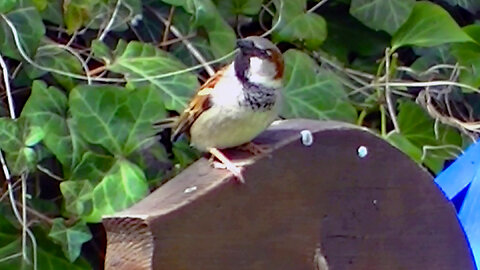 IECV NV #793 - House Sparrows In The Garden 4-2-2019