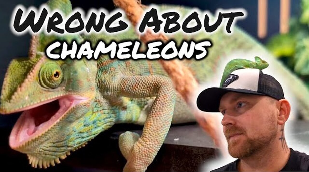 Chameleons Make Great Pet Lizards