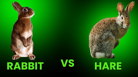 The Difference Between a Rabbit and a Hare