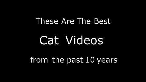 Best Cat Videos of the Decade