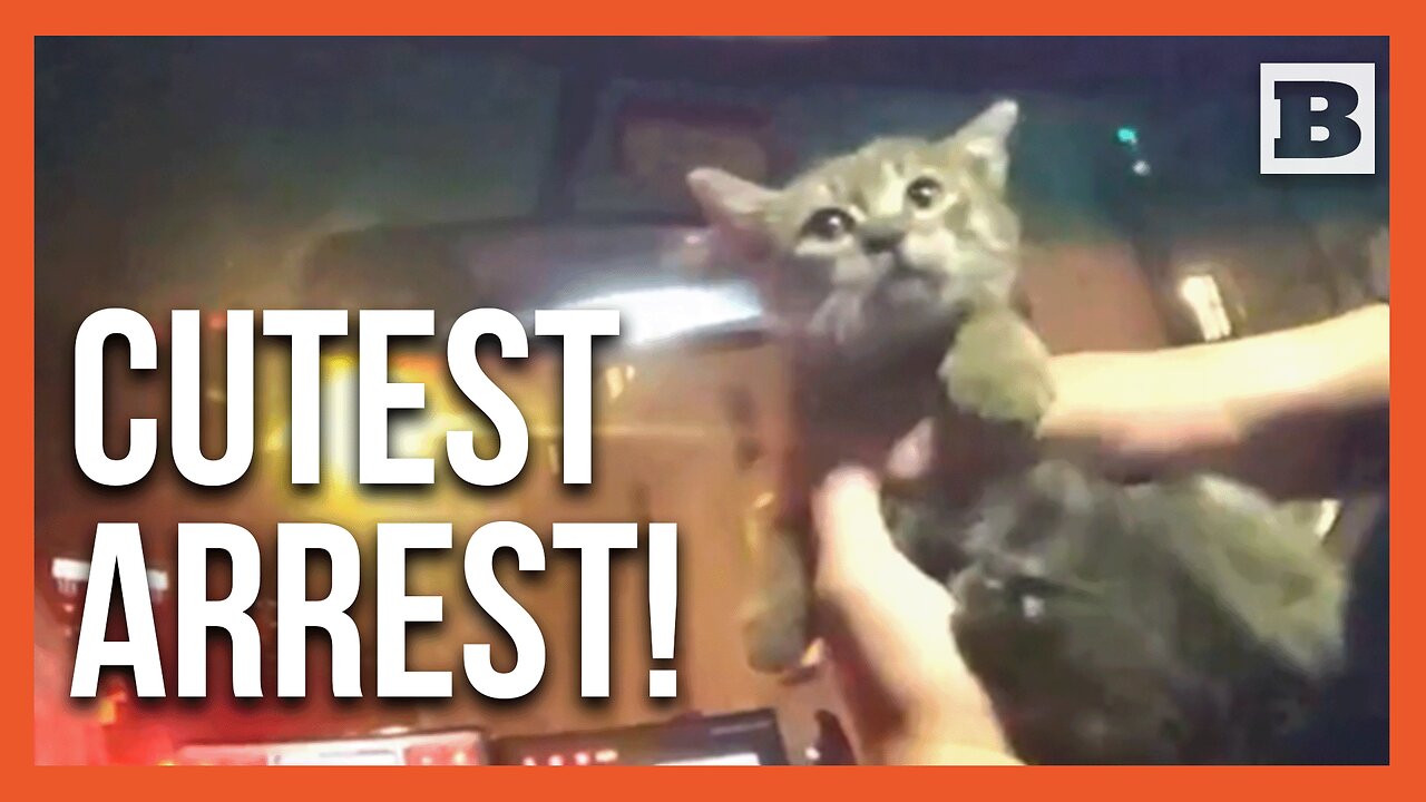 Not All Heroes Wear Capes — Some Carry Kittens