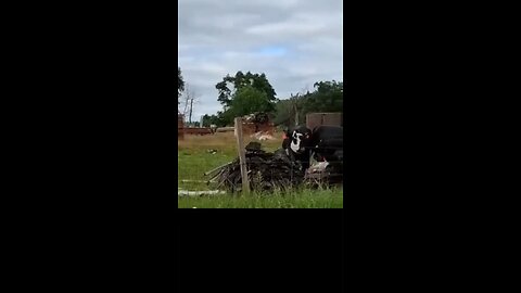 let the cows fart in peace