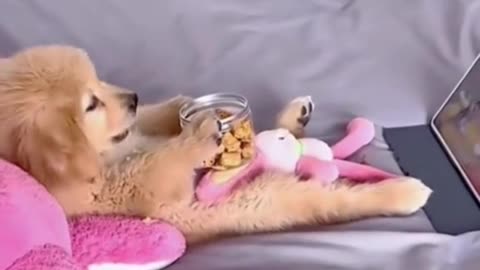 Dogs Reaction In Front Of TV