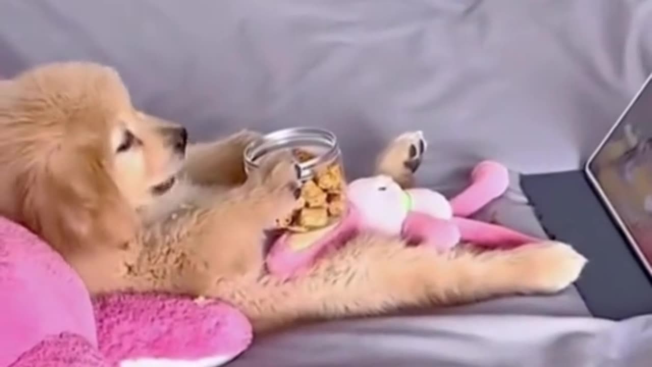 Dogs Reaction In Front Of TV