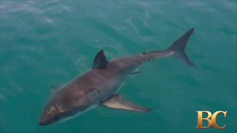 Shark attacks competitive swimmer near popular Calif. tourist spot