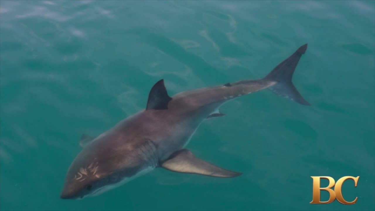 Shark attacks competitive swimmer near popular Calif. tourist spot