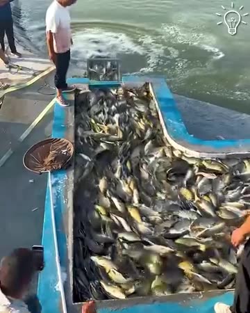 Fish harvesting process