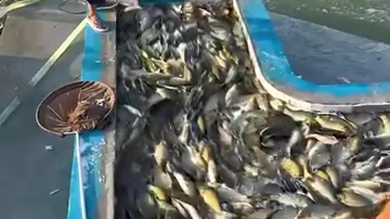 Fish harvesting process