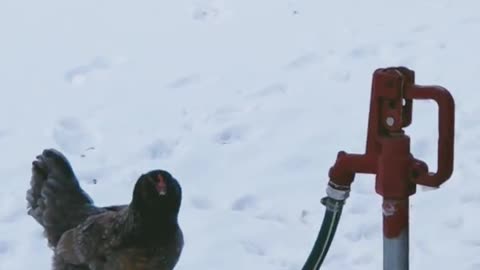 Chicken predicament! Roof-hop journey!