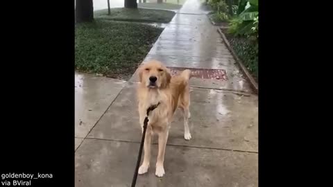 Your Daily Dose of Pets - Dog Has Zero Survival Skills