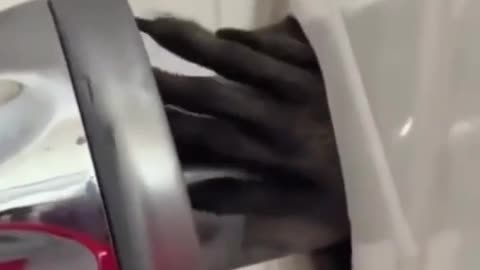🧠✨ Monkey Invades Bathroom in India! You Won't Believe What Happens | FeedMyCuriosity