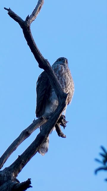 Cooper's Hawk🪶New Kid In Town