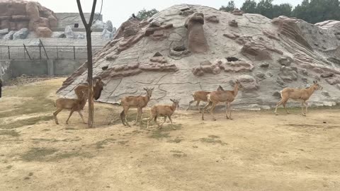 Visited Safari Zoo Lahore