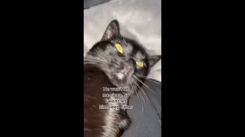 BEST CAT MEMES COMPILATION