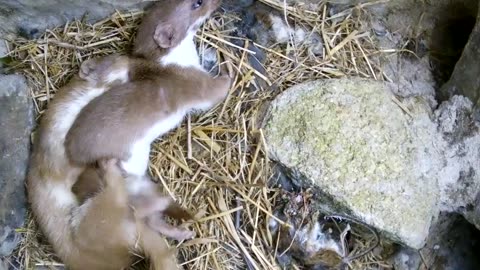 Must Watch: Two Weasels Mating | Discover Wildlife | Robert E Fuller