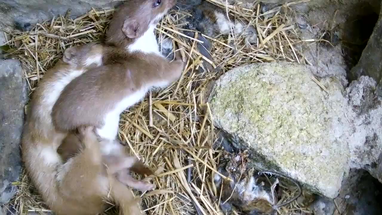 Must Watch: Two Weasels Mating | Discover Wildlife | Robert E Fuller