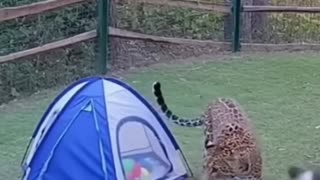 Cat saves child from Leopard in India!