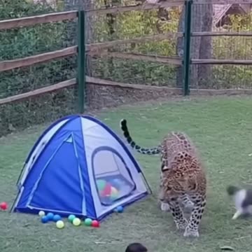 Cat saves child from Leopard in India!