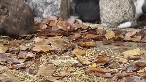 Bunny buddies meeting and bonding on the farm 💞🐰