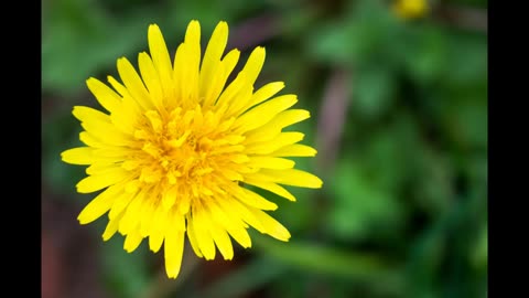 Lord Winter - Dandelion