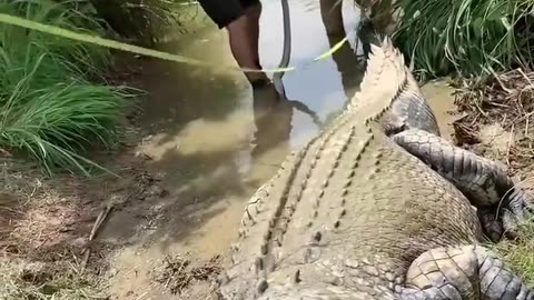 🤯🐊 The Daring Challenge of Measuring a Saltwater Crocodile! | FeedMyCuriosity