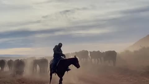 Moving the heard to greener pastures. cartercountrymeats.com