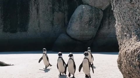 Masters of the Cold and Belly Sliding Pros! ❄️🐧