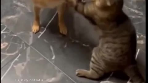 Cats and Dogs Funny Video Compilation - FunkyPets4u